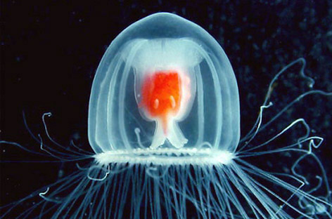 a turritopsis nutricola